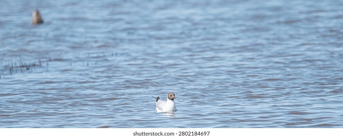 A single black-headed gull with a distinctive dark hood drifts peacefully on the calm, blue water, surrounded by gentle ripples