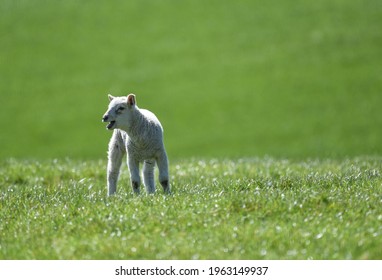 Single bleating lamb standing in a field in Spring with copy space