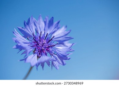Single bloom of cornflower (Centaurea cyanus), Estonian national flower, on solid blue background