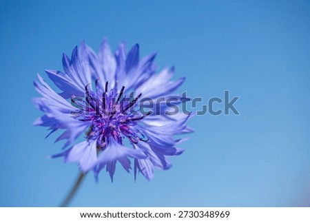 Single bloom of cornflower (Centaurea cyanus), Estonian national flower, on solid blue background