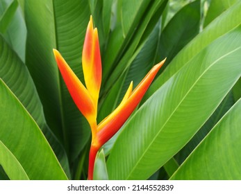 Single Blooming Bird Of Paradise Flowers Among Lush Foliage, Colorful Exotic South Africa Flowers Like Bird Spreading Wings To Flying, Popular Plant To Decorate Tropical Style Garden