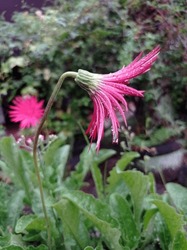 Single Blooming Gerbera Jamesonii After Light Rain Shower. Pink Flower In The Garden. Pink Gerbera Flower.  Water Drops After Rain. 