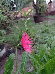 Single Blooming Gerbera Jamesonii After Light Rain Shower. Pink Flower In The Garden. Pink Gerbera Flower.  Water Drops After Rain. 
