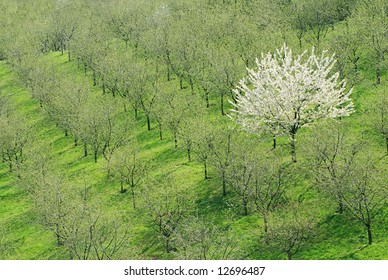 Single blooming white cherry tree among the common green ones in the orchard