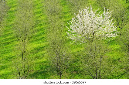 Single blooming white cherry tree among the common green ones in the orchard