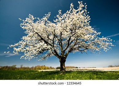 Single Blossoming Tree In Spring.