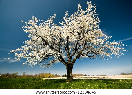 Single blossoming tree in spring.