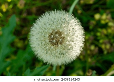 Single blowball spring aerial dandelion fluffy flower. Round white dandelion flower head. Blow ball wind seed macro photo closeup, green leaves on a background. Natural springtime herb.
