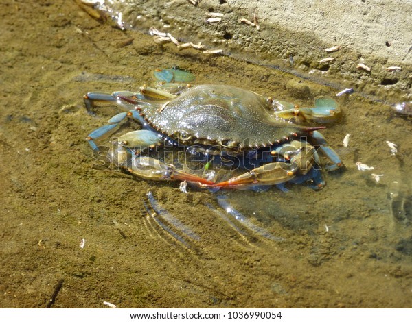 giant mole crab