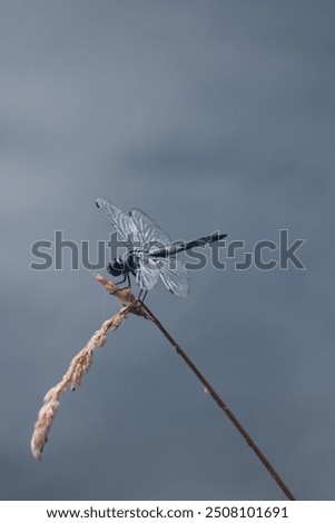 Single blue dragonfly resting on a stalk of dry grass