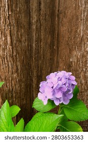 A single blue hydrangea blooming at the base of a dawn redwood.