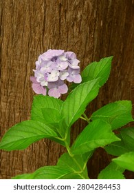 A single blue hydrangea blooming at the base of a dawn redwood.