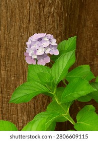 A single blue hydrangea blooming at the base of a dawn redwood.