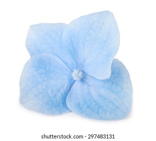 Single Blue Hydrangea Flower Isolated On White