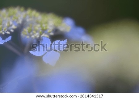 A single blue hydrangea sepal standing out in sharp focus against a soft, grainy pastel bokeh background. A nostalgic and artistic tribute to the rainy season.
Creative and moody soft-focus hydrangea backdrop in lavender and pale yellow tones with open space. Ideal for rainy season campaigns, poetry books, and gentle cosmetics.