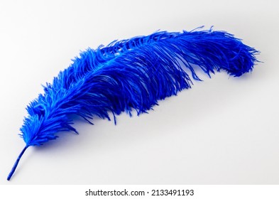 Single Blue Ostrich Feather Isolated On A White Background