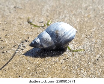 A single blue periwinkle shell, looking very silver in the sunshine, rests on a backdrop of firm sand at the beach.  The shiny shell boasts fine dark grey pattern lines along its various sections. 
