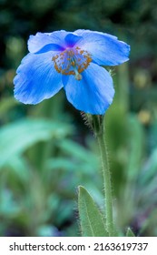 A single blue Poppy in full flower. Tall and regal, a beautiful plant which has a short flowering period