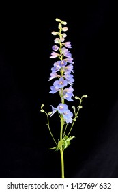 A Single Blue Purple Delphinium Stem In Flower On A Dark Background