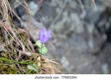 Single Bluebell Flower On The Beach In Norway. Bokeh Grey Rock In The Background.