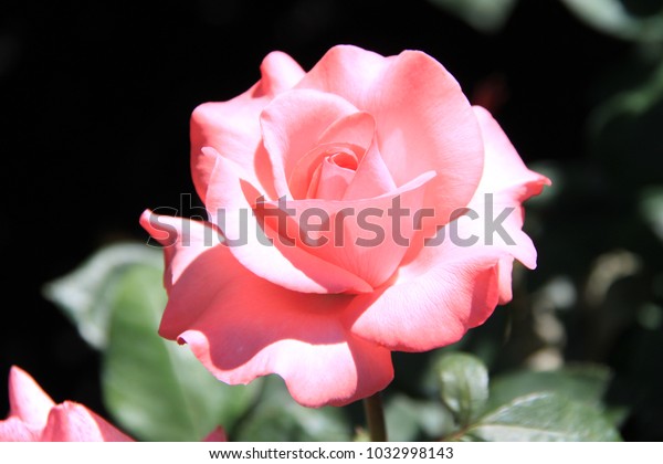 Single Blush Pink Rose Full Bloom Stock Photo Edit Now Single Blush Pink Rose Full Bloom Stock Photo Edit Now