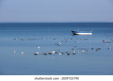 Single boat and water birds on Pucka Bay, Baltic Sea, Poland - Shutterstock ID 2039725790