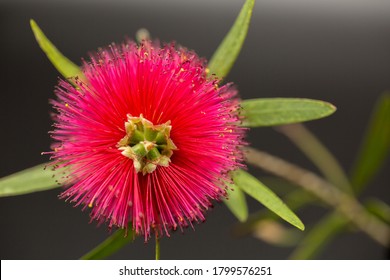 A Single Bottlebrush Plant Flower 