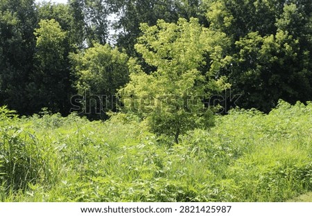 Single box elder maple tree in a field at Northwestern Woods in Des Plaines, Illinois