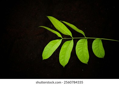 A single branch with delicate leaves illuminated against a dark background, highlighting intricate details and creating a moody, elegant composition.