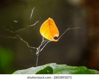 A single bright orange leaf trapped delicately in a thin spider web against a dark blurred natural background, creating a moody and artistic representation of autumn macro photography detail.