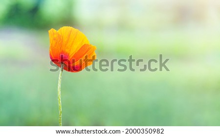 Similar – Image, Stock Photo Tuesday poppy, orange and red