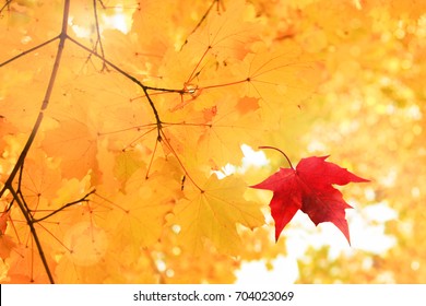 Single bright red dry maple leaf falling down from golden tree viewed upwards. Golden autumn time background - Powered by Shutterstock