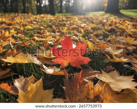 A single, bright red maple leaf stands out against a carpet of fallen yellow and orange leaves on a grassy ground. Sunlight filters through the trees, illuminating the scene.