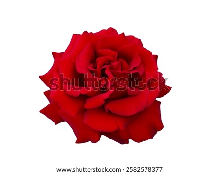 Single Bright red rose is on white background. Detail for creating a collage