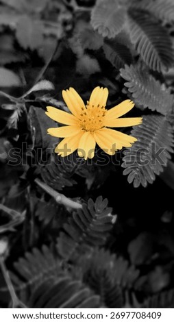 A single bright yellow flower is in sharp focus, surrounded by dark, desaturated leaves and foliage.