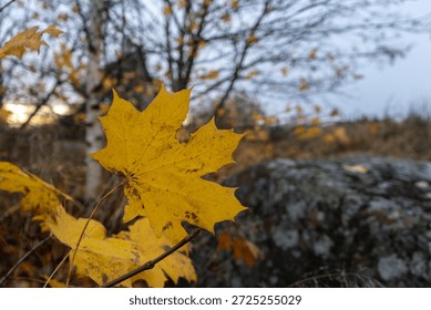 A single, bright yellow maple leaf takes center stage, showcasing its intricate veins and autumn colors against a soft-focus natural backdrop of trees and mossy rocks