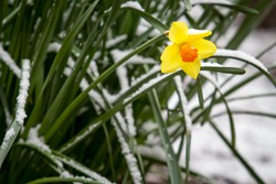 Single Bright Yellow And Orange Daffodil Bloom Agains Dark Green Foliage With A Dusting Of Snow On The Petals And Stems
