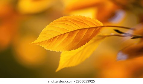 A single, bright yellow-orange leaf in sharp focus, showcasing its intricate vein structure against a soft, blurred background of fall foliage.