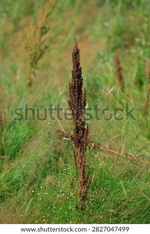 Single broadleaf dock Rumex obtusifolius seed stalk in grassland
