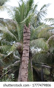 A single broken coconut tree with green background 