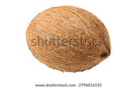 Single Brown Coconut Top View isolated on white background.