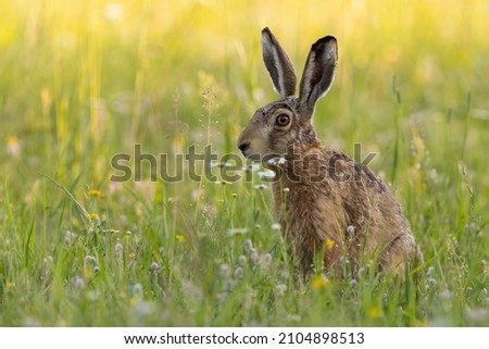 Single brown hare sitting on a green meadow in summer nature