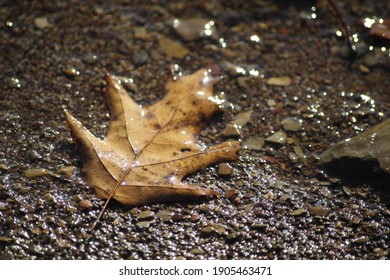 Single brown leaf close up, partially submerged in a stream. Wonderful colors and seasonal fall texture.