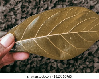 A single brown leaf held in a hand against a blurred, dark leafy background. Close-up shot.