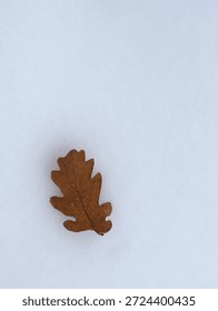Single brown oak leaf lying on fresh white snow. Minimal winter composition with copy space.