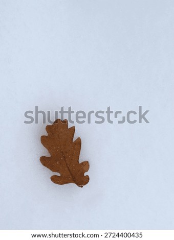 Single brown oak leaf lying on fresh white snow. Minimal winter composition with copy space.