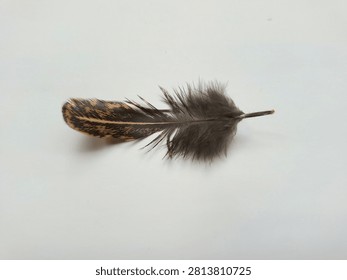 Single brown patterned bird feather isolated on a white background