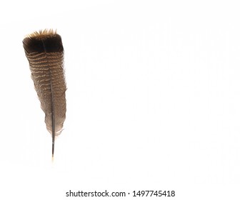 Single Brown Turkey Feather In Different Positions On White Or Off White Background With Copy Space. Conceptually Portraying A Quill Pen Or For Use To Identify A Species Of Turkey.