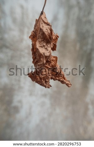 A single brown withered leaf hanging from a slender stalk