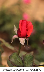 A single budding red rose with blur background